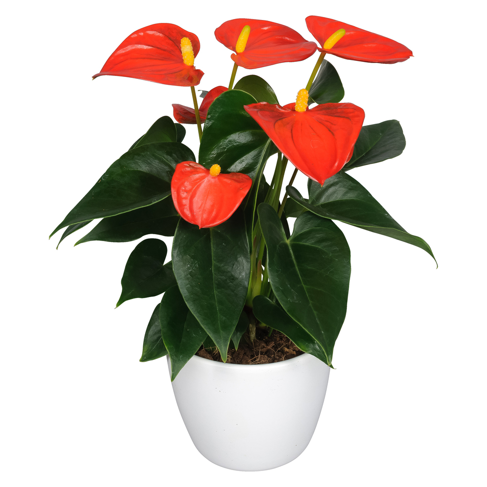 Anthurium andreanum solara