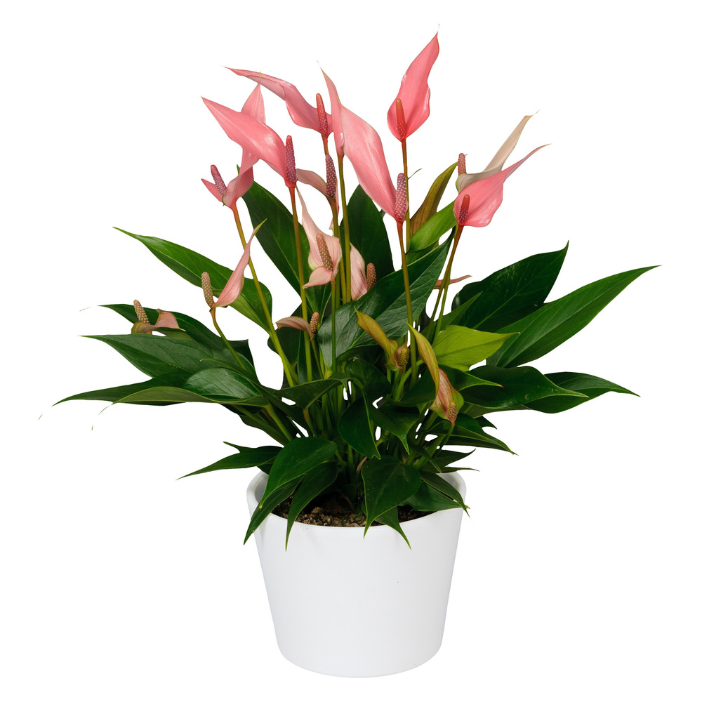 Anthurium andreanum