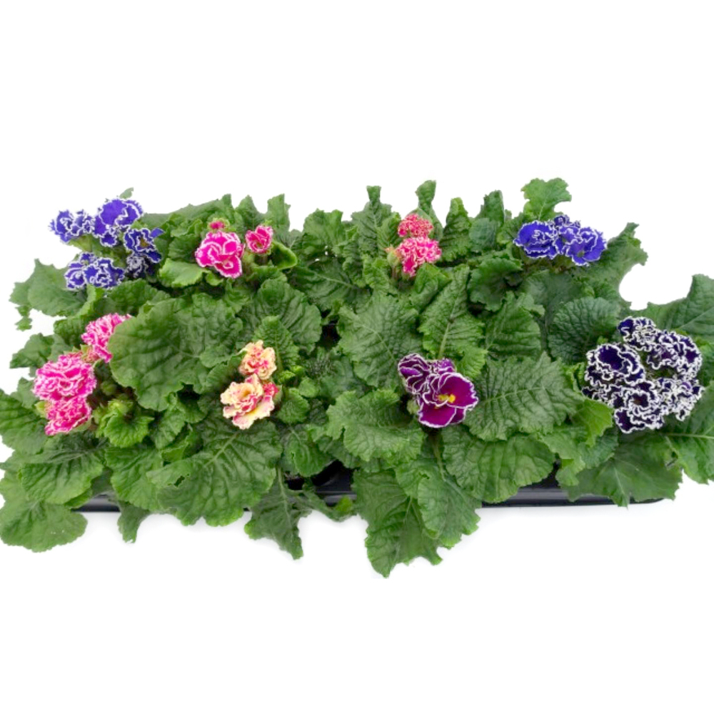 Primula acaulis flamenco