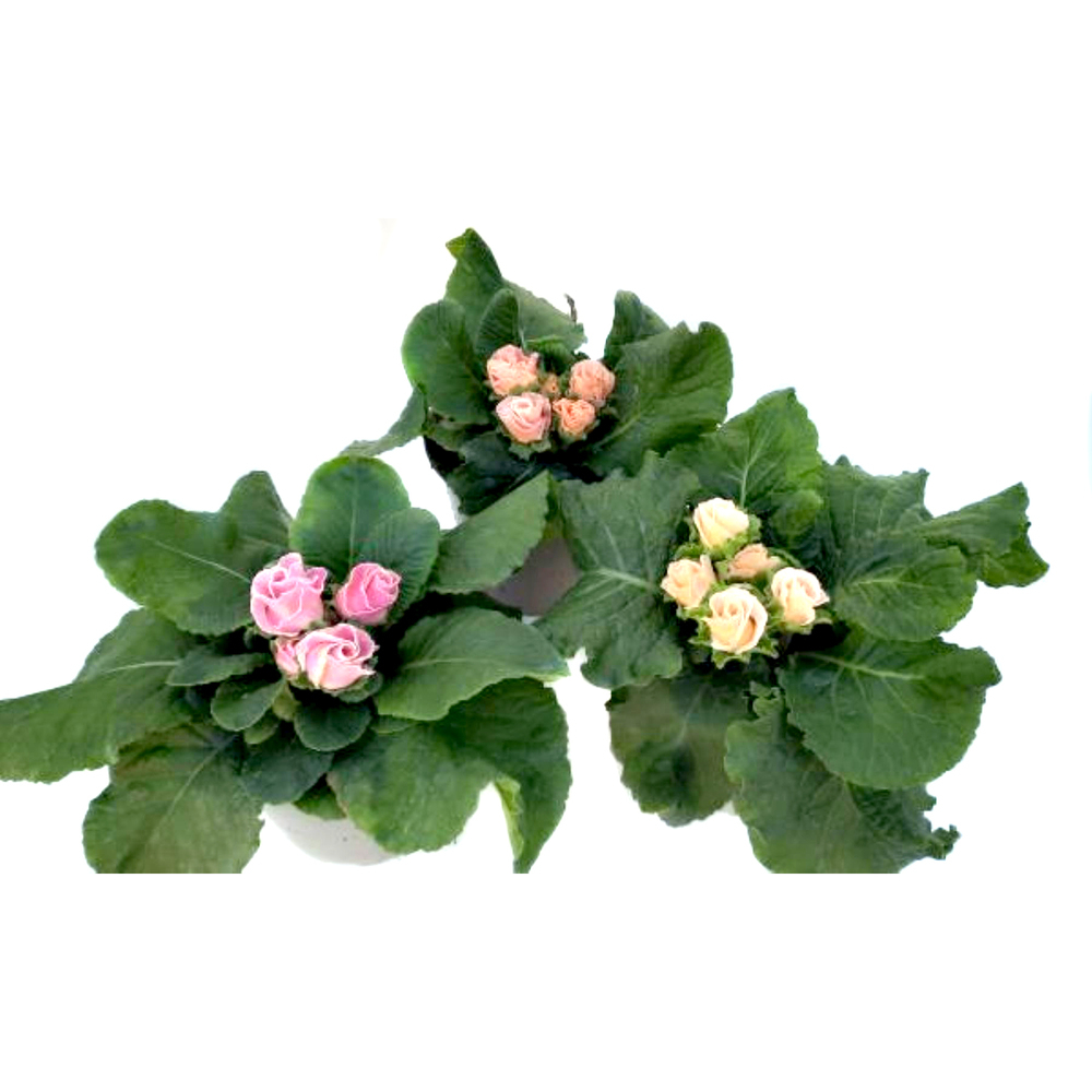 Primula acaulis sweetie