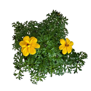 Bidens ferulifolia yellow charm