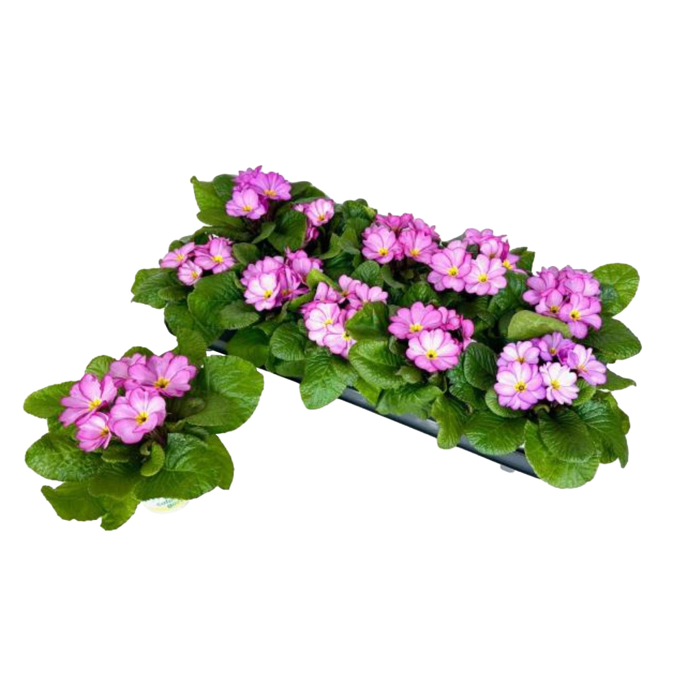 Primula acaulis woodland rose