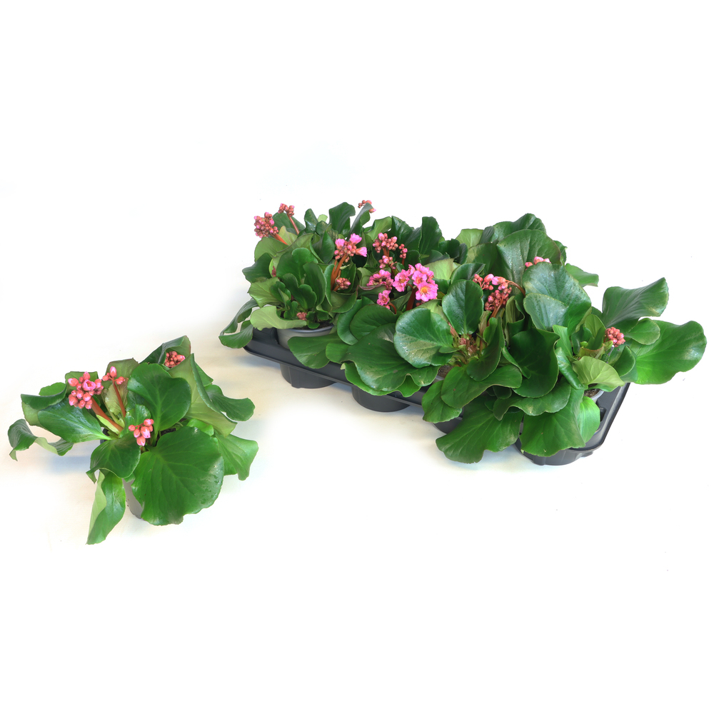 Bergenia cordifolia rosenkristall