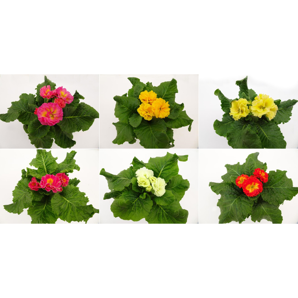 Primula acaulis elodie surprise