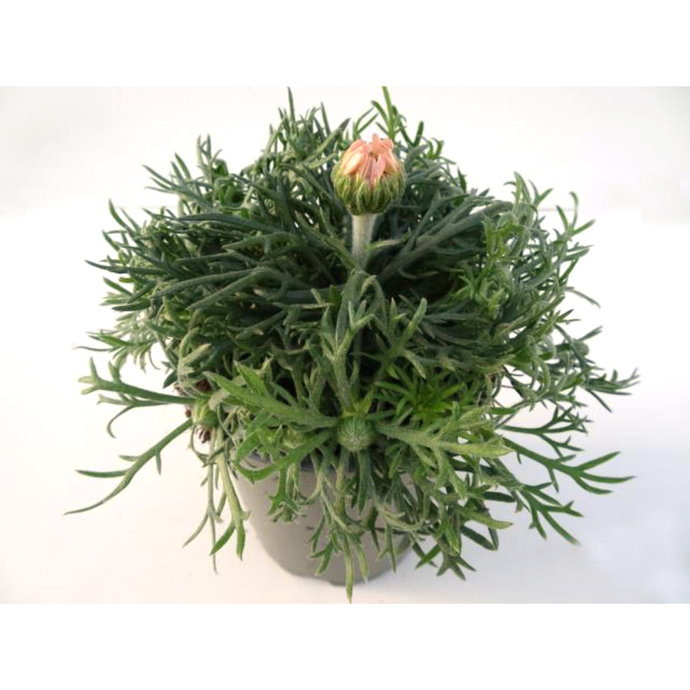 Leucanthemum hosmariense african rose