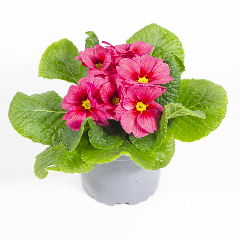 Primula acaulis sunrise