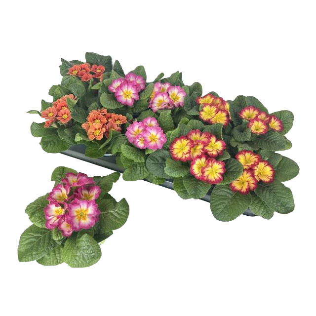 Primula vulgaris sphinx