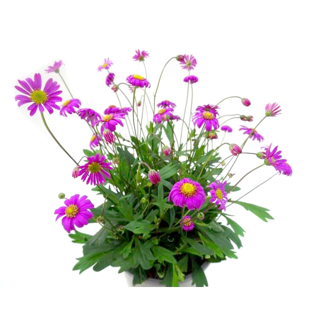 Brachyscome multifida magenta delight