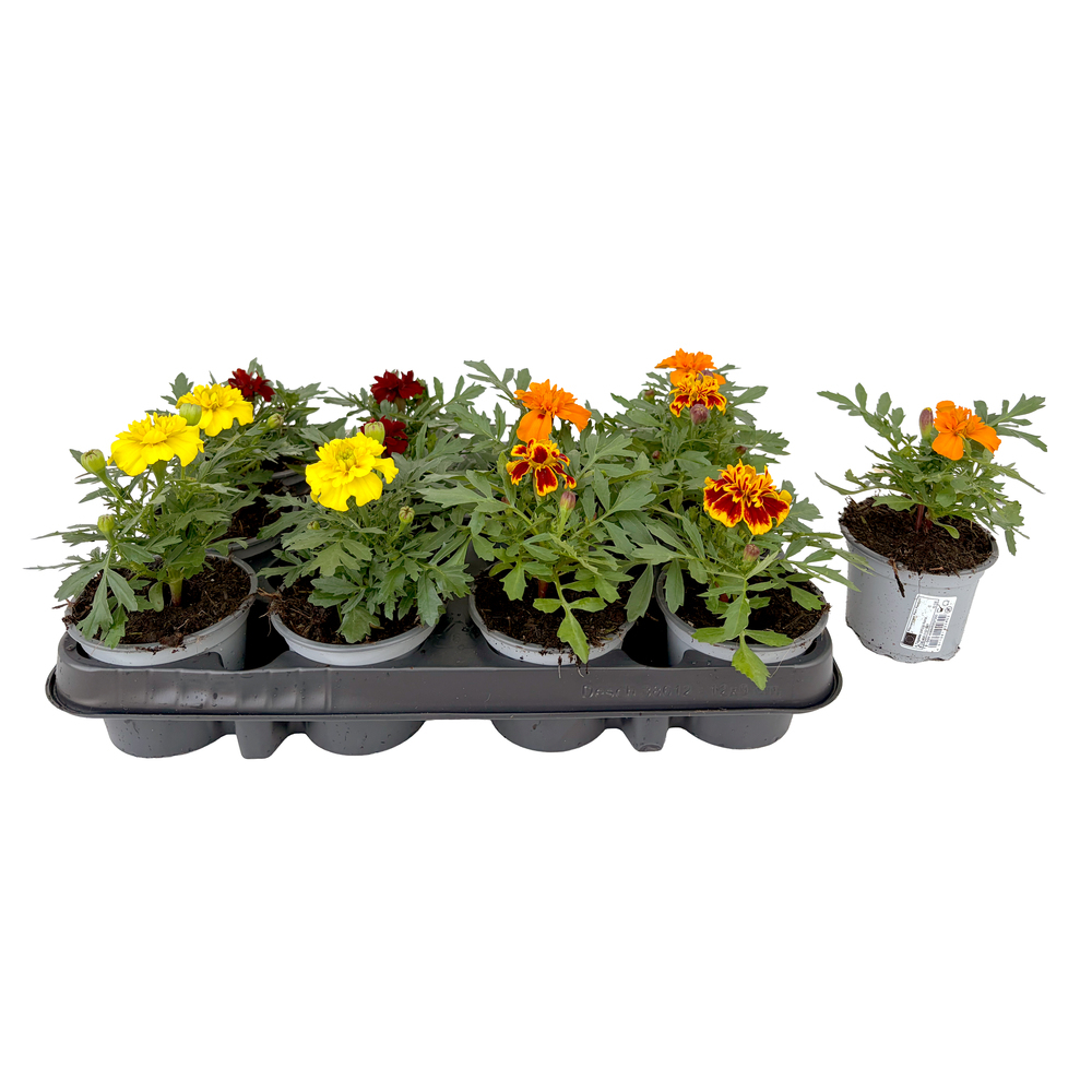 Tagetes patula nana aton