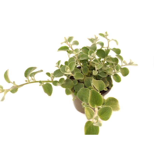 Helichrysum petiolare moes silver