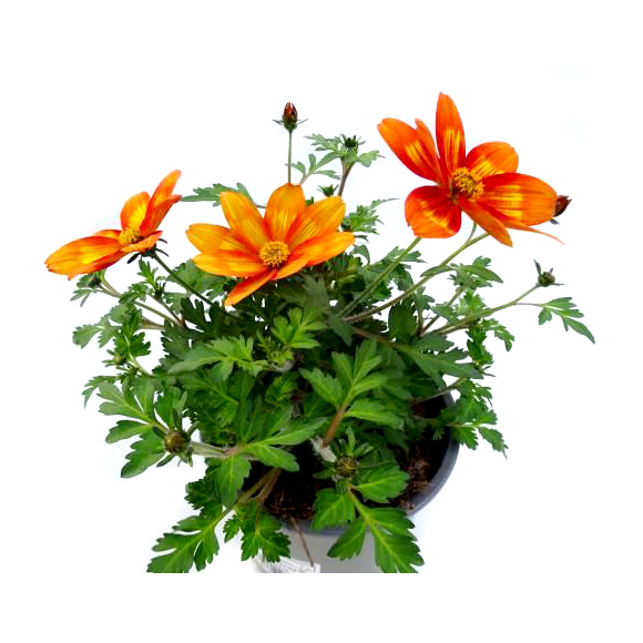 Bidens funny honey