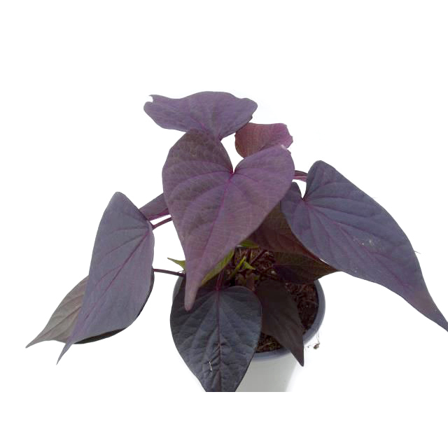 ipomoea batatas