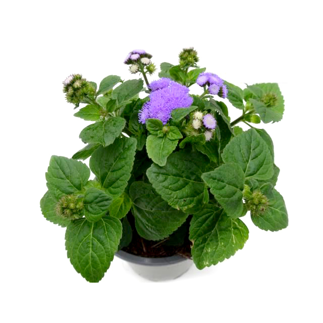 Ageratum