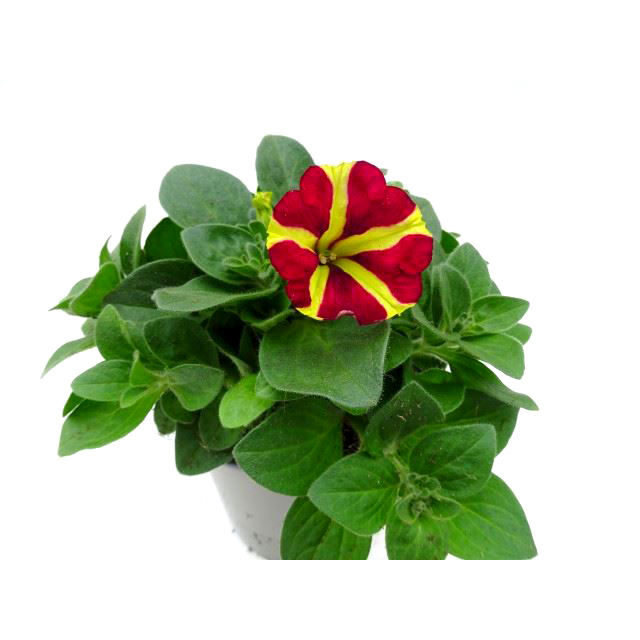 Petunia amore queen of hearts