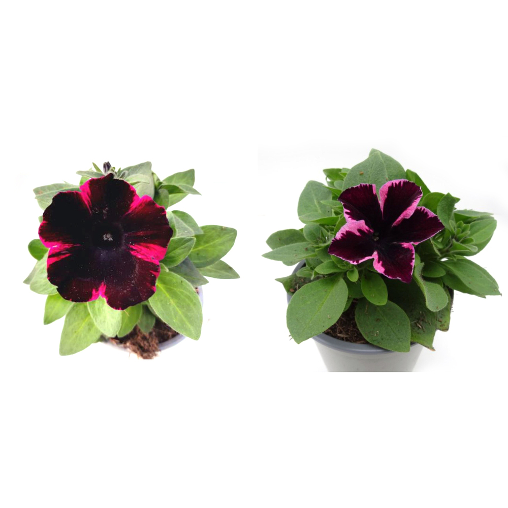 Petunia hybriden go!tunia cosmic pink