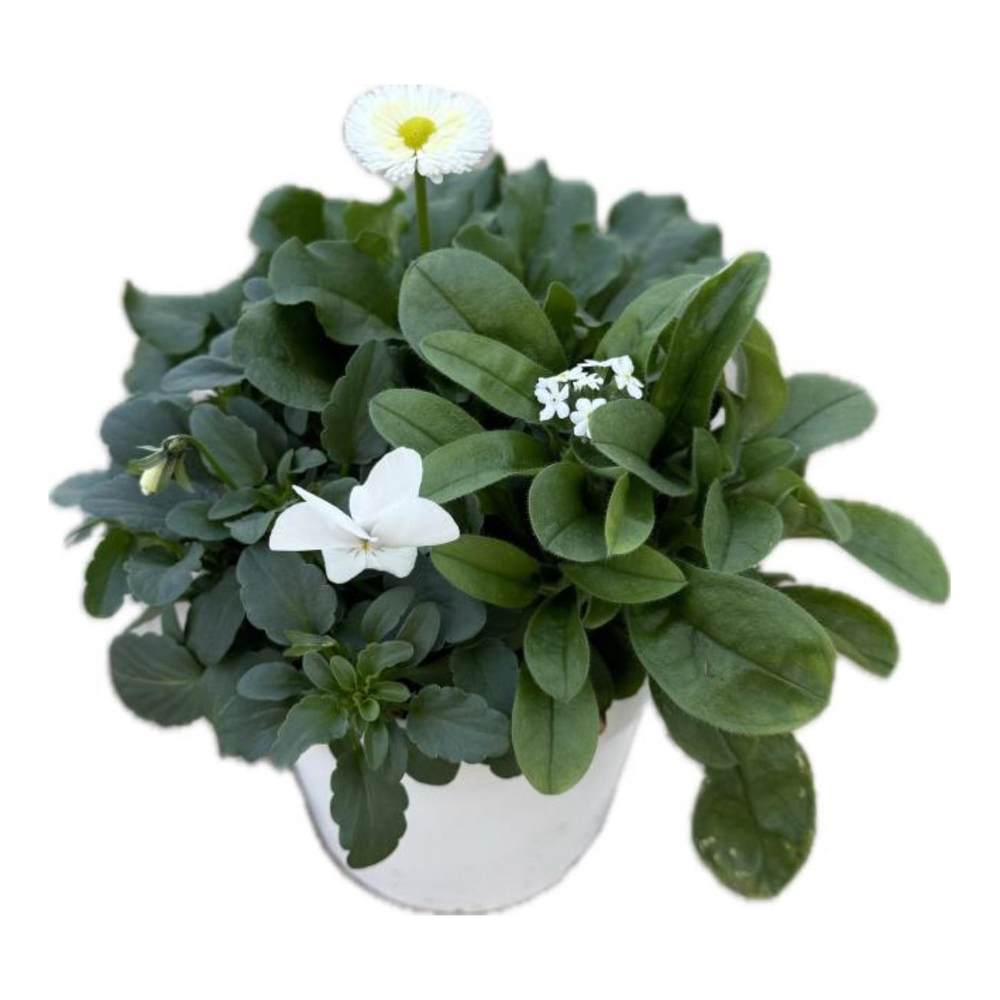 Beetpflanzen spring deluxe