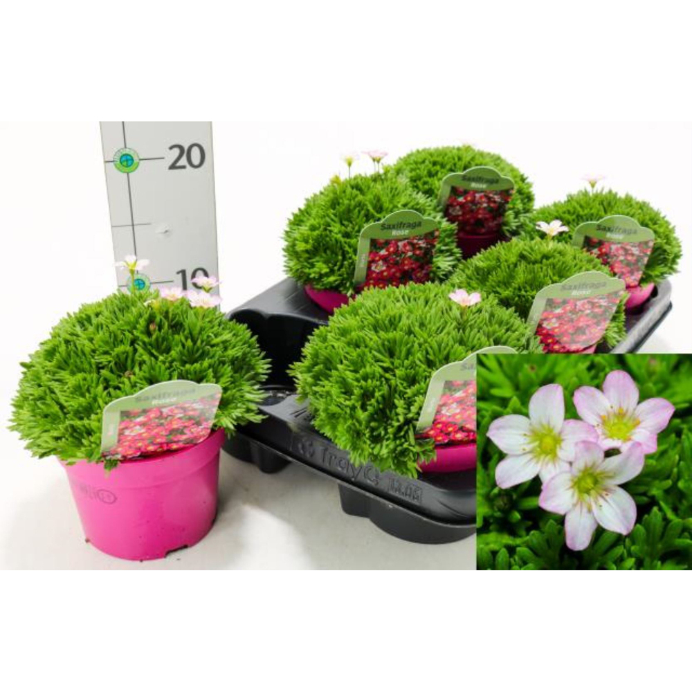 Saxifraga arendsii ice colours appleblossom