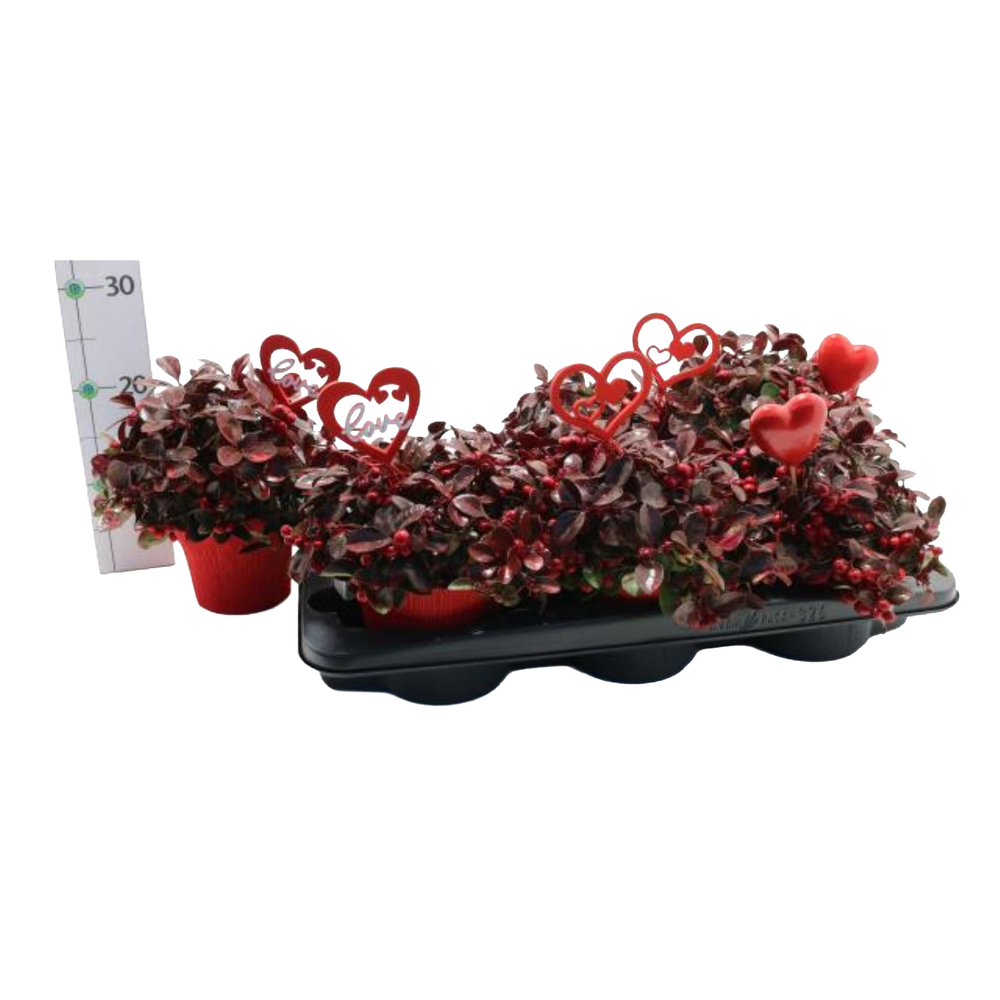 Gaultheria procumbens