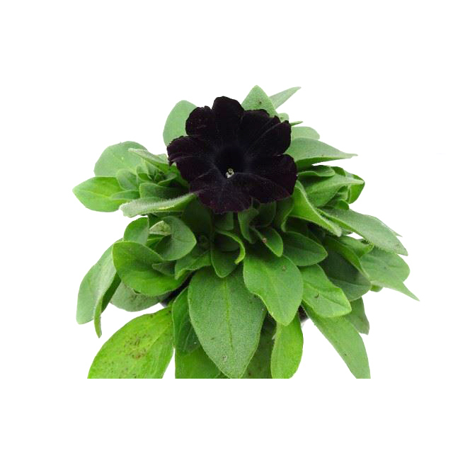 Petunia hybriden go!tunia black