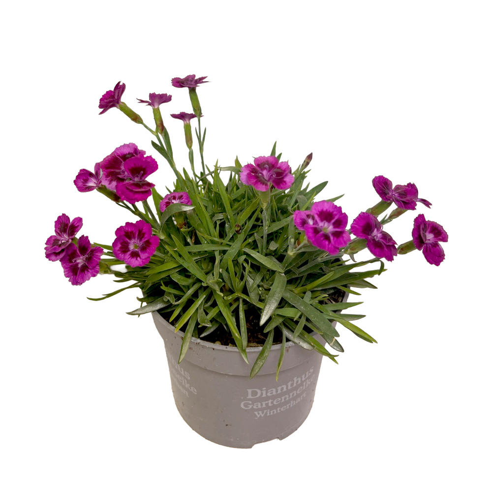 Dianthus caryophyllus picture perfect
