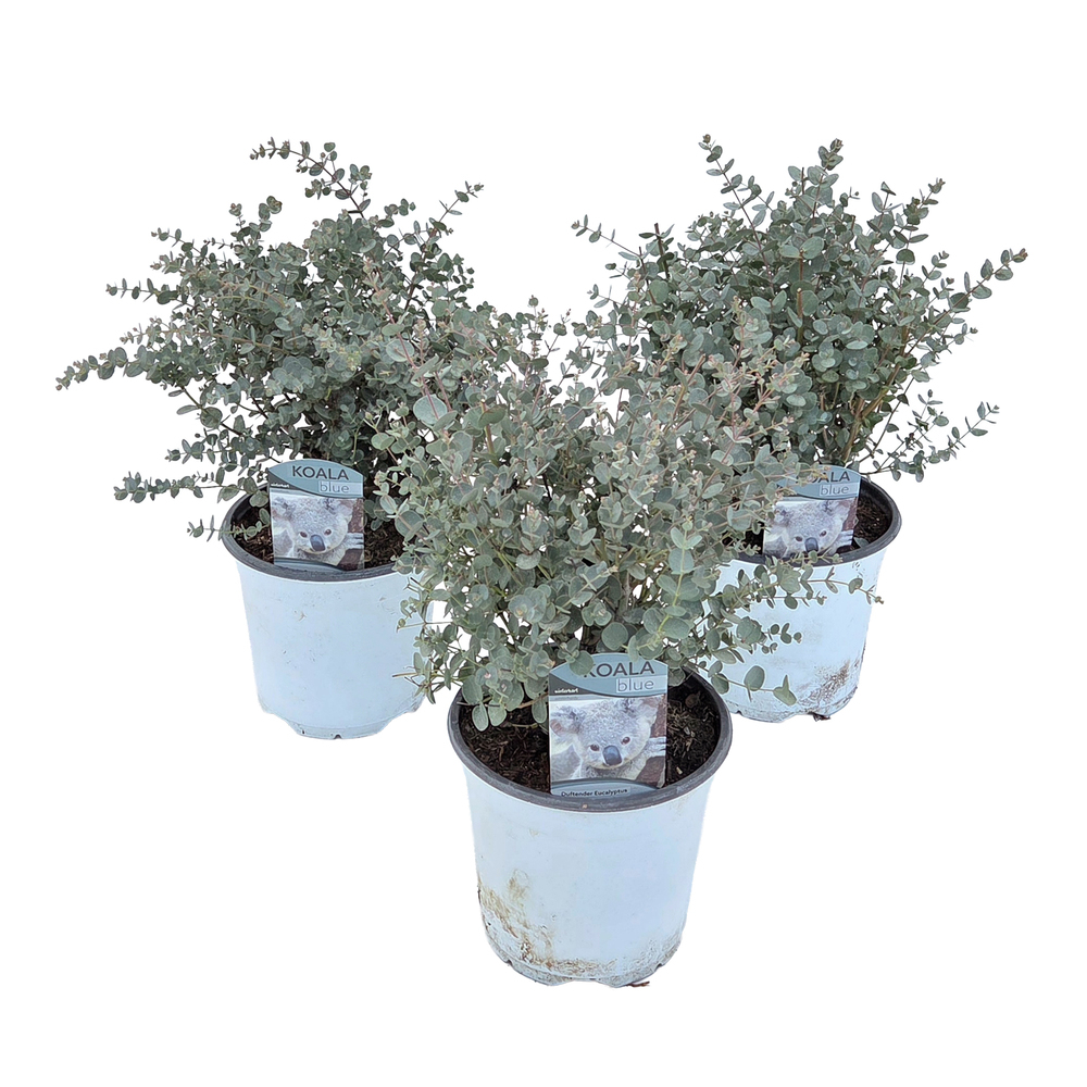 Eucalyptus gunnii blue ice