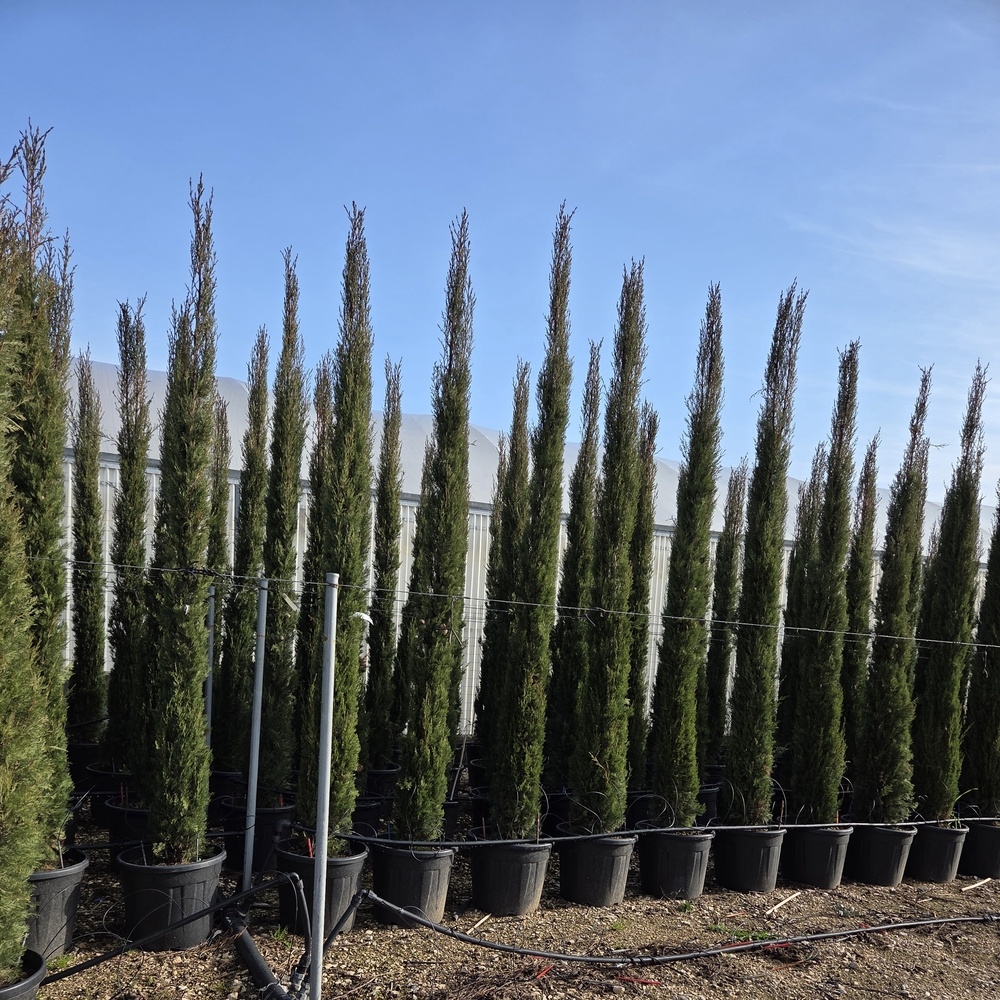 Cupressus sempervirens toscana
