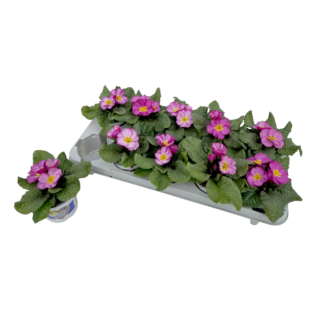 Primula picknick pflaume