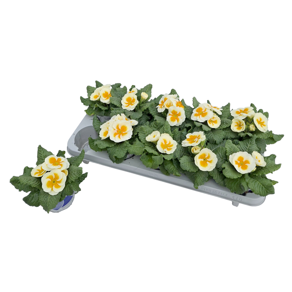 Primula picknick creme