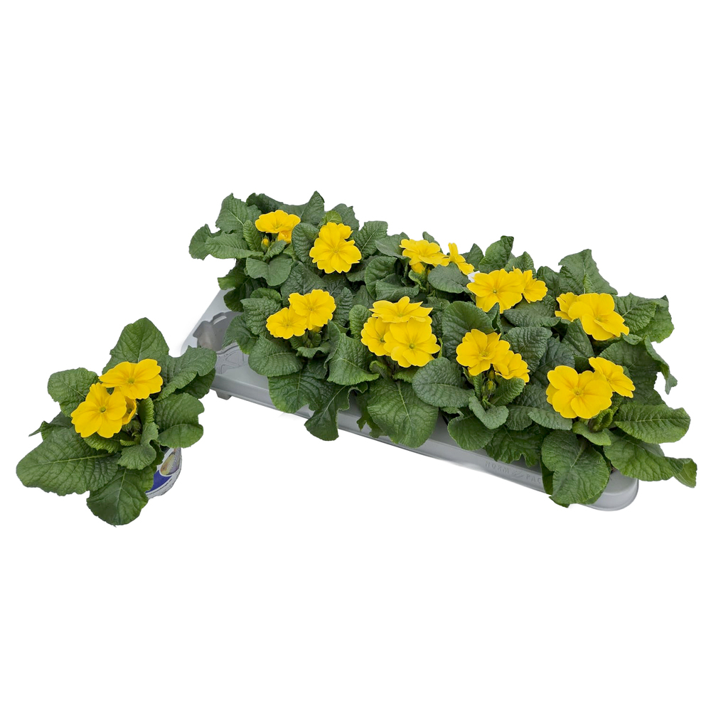 Primula picknick lemon