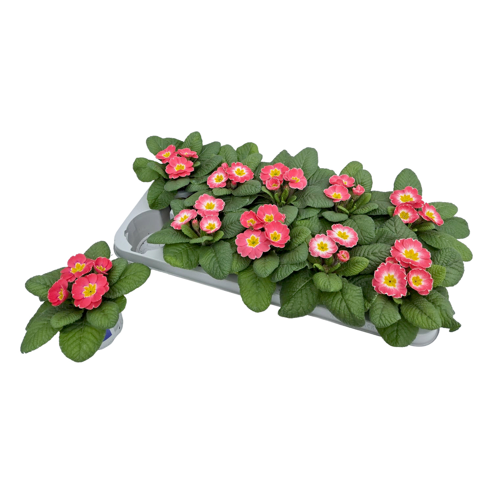 Primula picknick milkshake