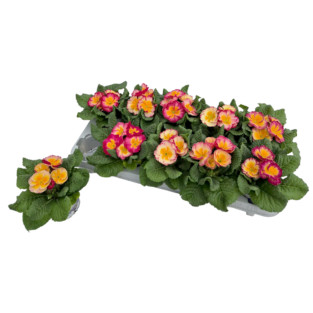 Primula picknick pink lemonade