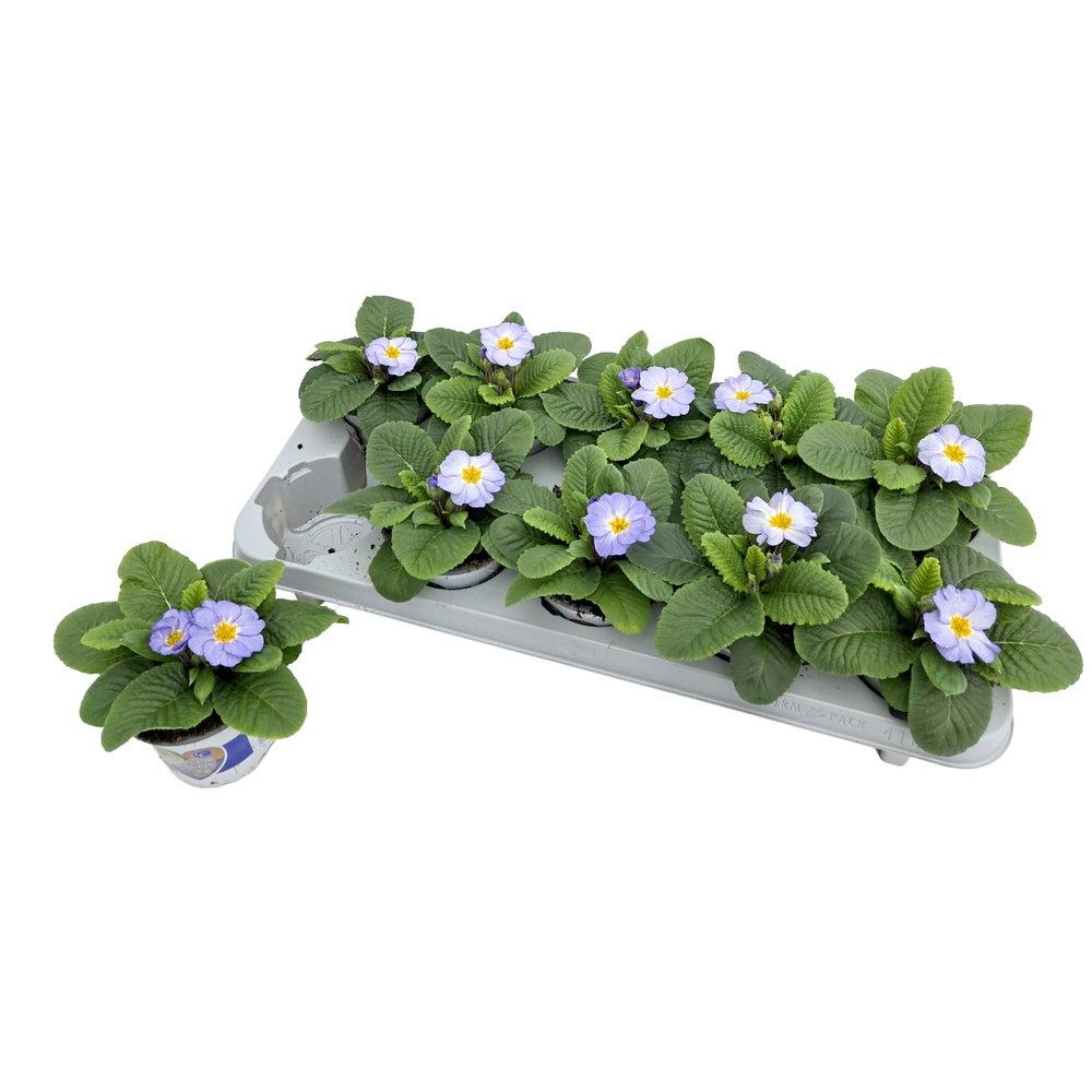 Primula picknick sky blue