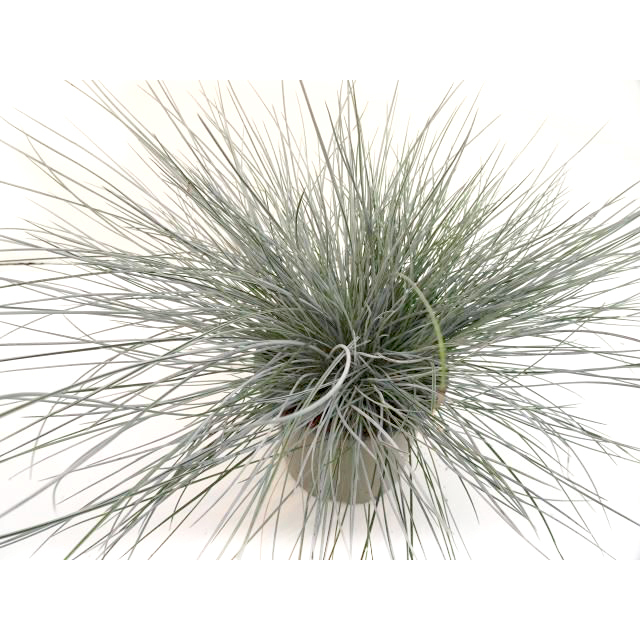 Festuca glauca