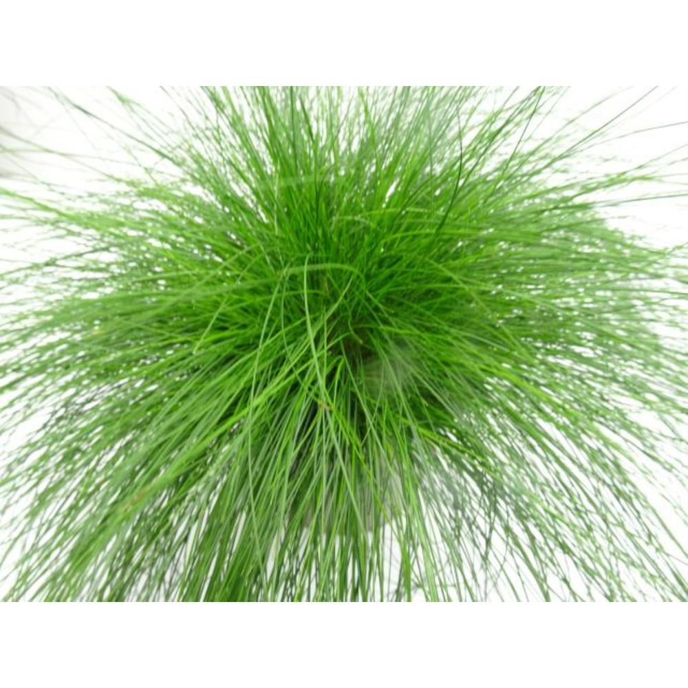 Festuca cinerea green form