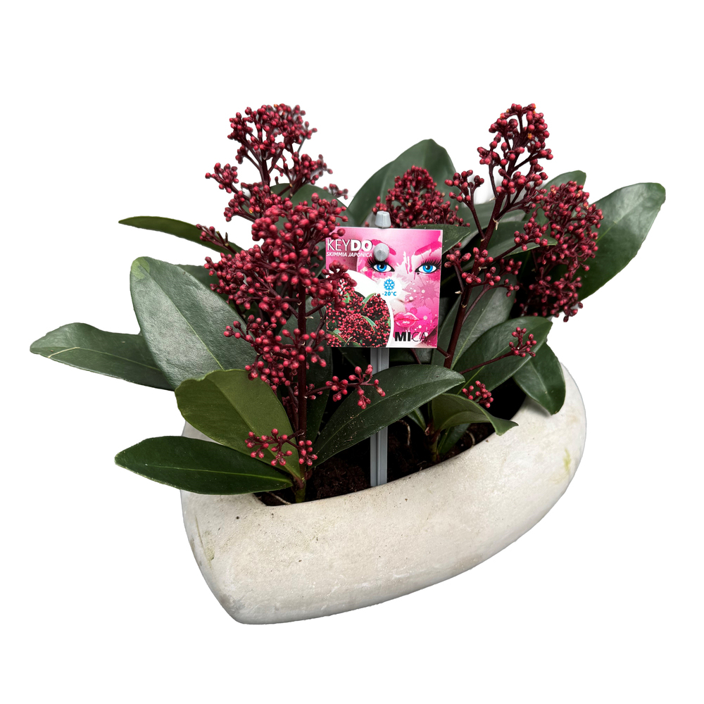 skimmia japonica mica