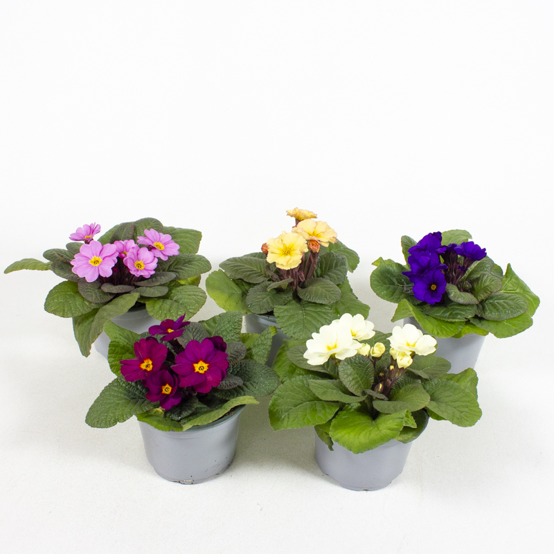 Primula vulgaris obsidian