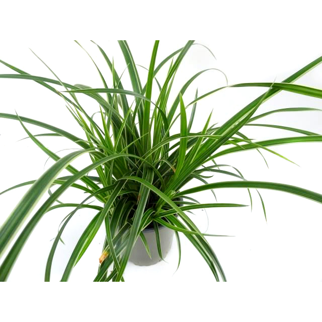 Carex morrowii