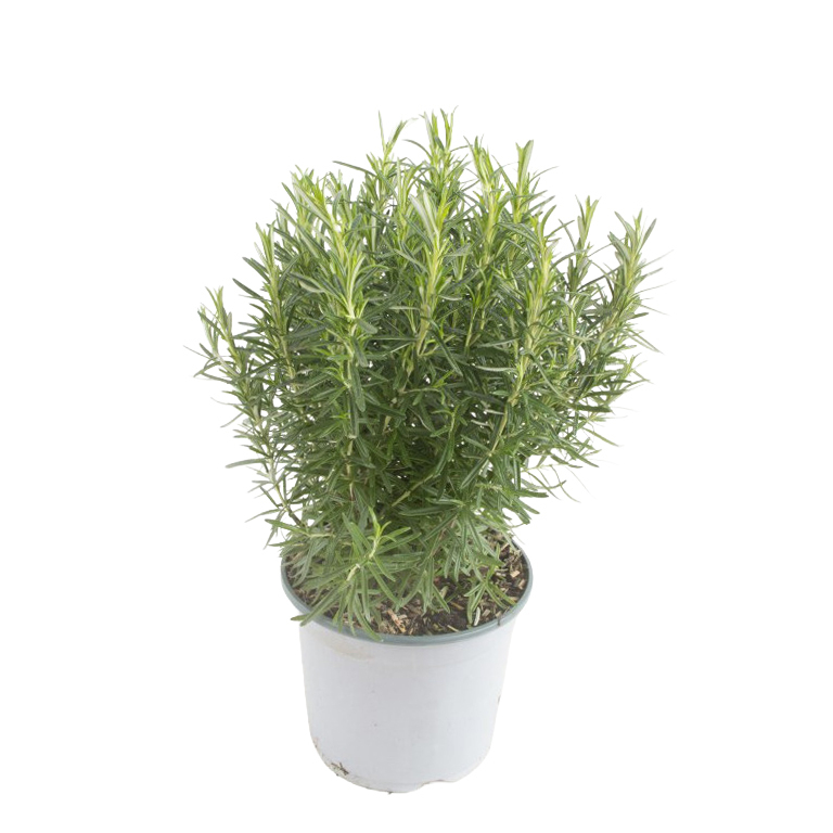 Rosmarinus officinalis