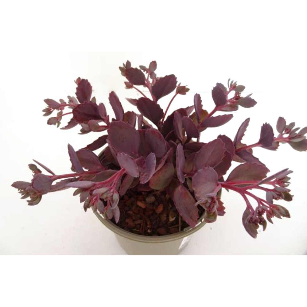 Sedum red canyon