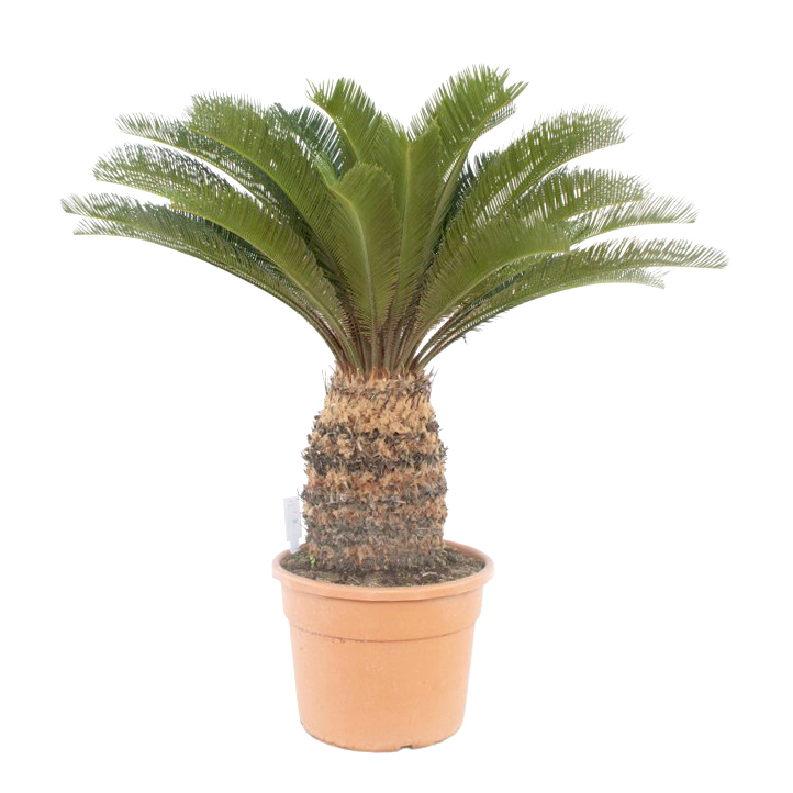 Cycas revoluta