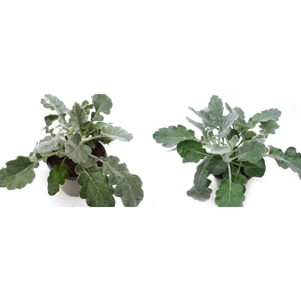 Senecio silver gleam