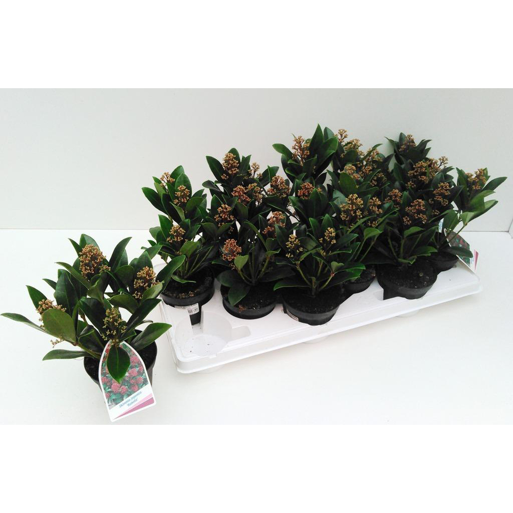 skimmia japonica rubella