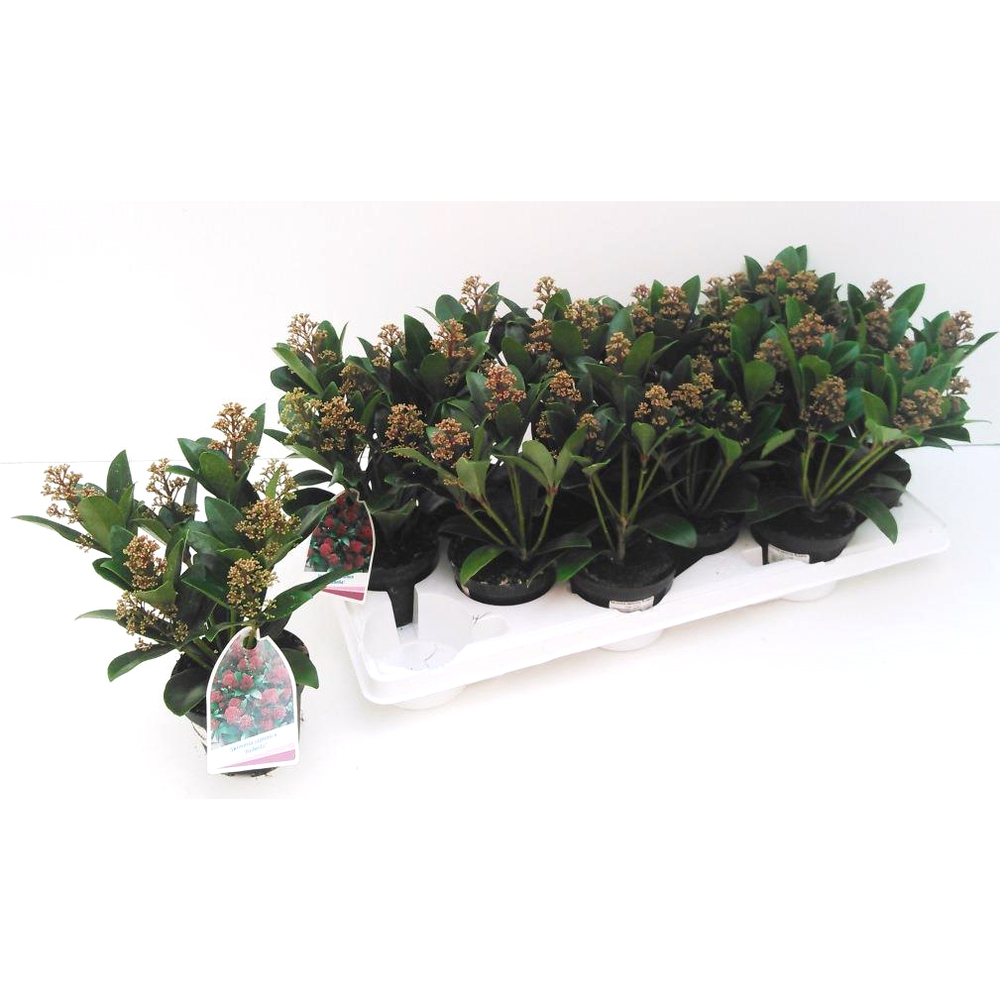 skimmia japonica rubella