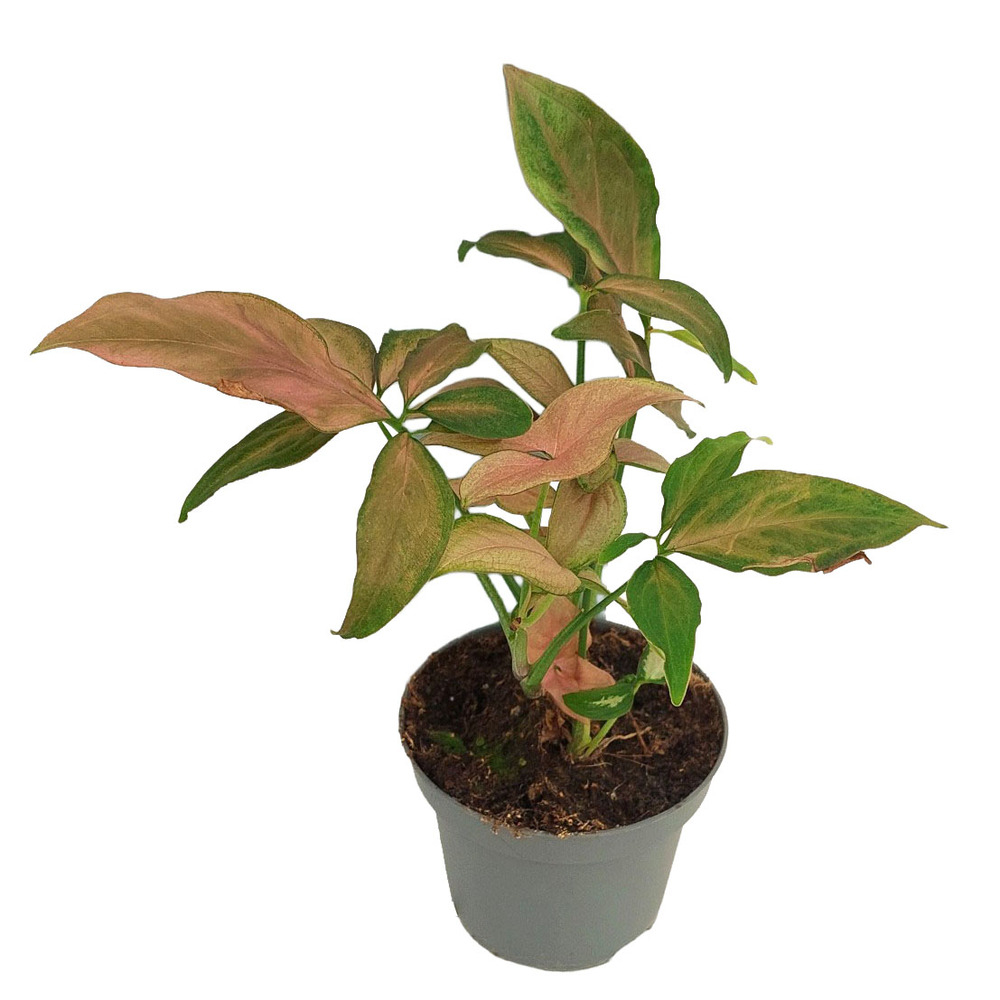 Syngonium podophyllum pink splash