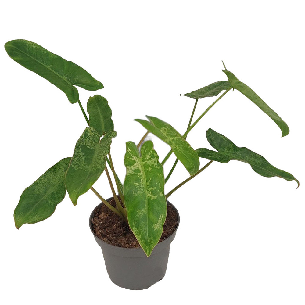 Philodendron paraiso verde