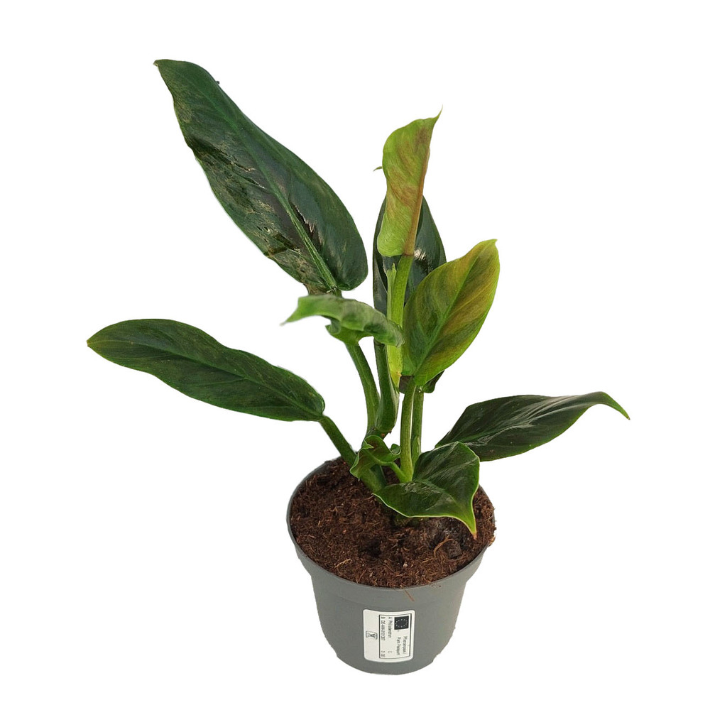Philodendron subhastatum