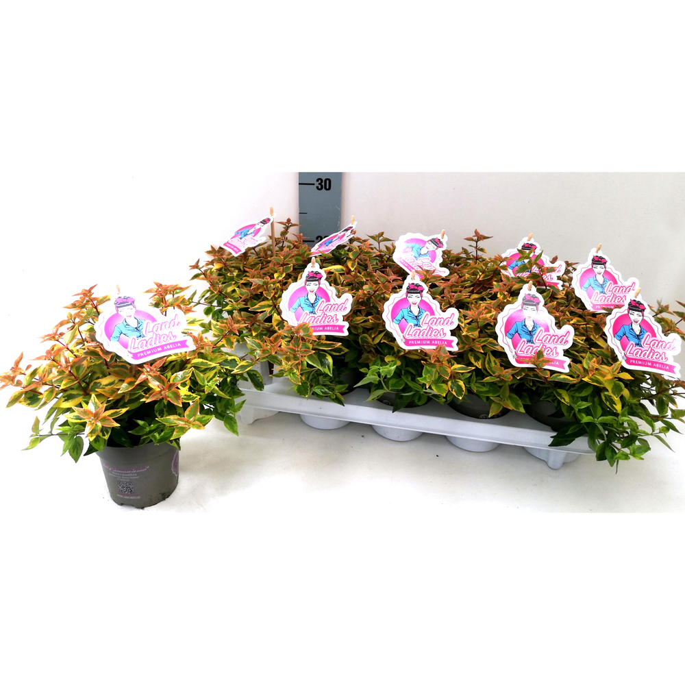 Abelia grandiflora lady summerdream