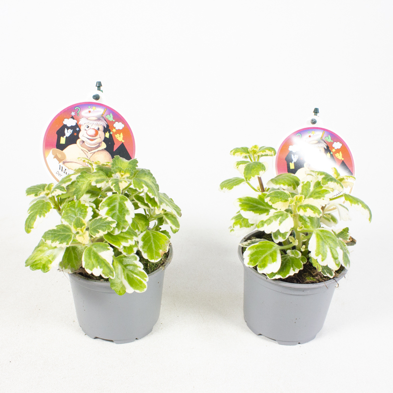 Plectranthus forsteri wasilius