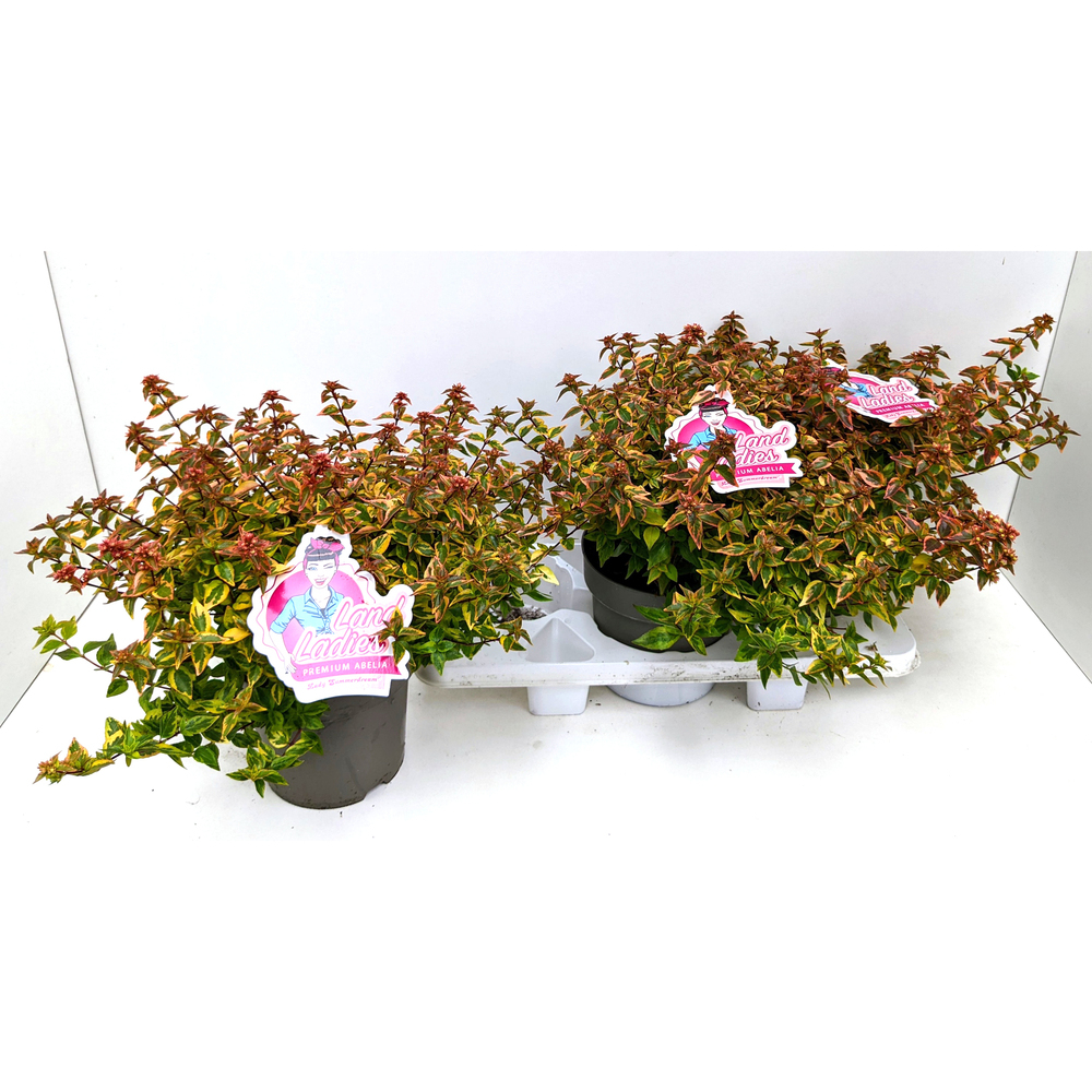 Abelia grandiflora lady summerdream