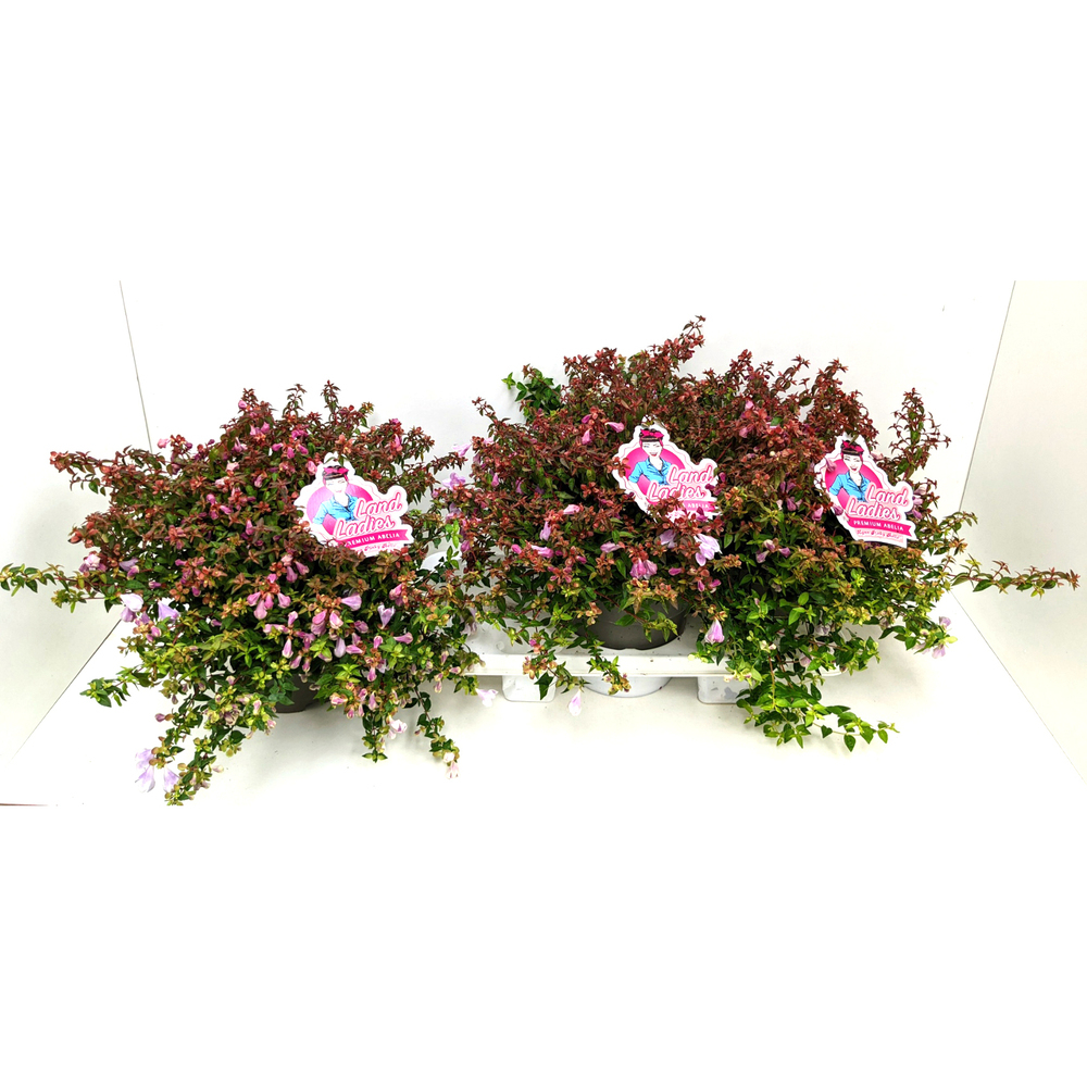 Abelia grandiflora lynn pinky bells